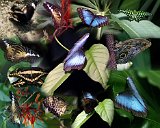 Alaska Trip - Victoria - Victoria Butterfly Gardens Collage - Our next stop were the Victoria Butterfly Gardens which are located on the road to/from Buchard Gardens. In addition to butterflies they also had tropical birds, lizards and a fish pond which included koi, turtles, and frogs. The most spectacular butterfly was the Blue Morpho. They have a metallic-blue on the top of their wings but the underside has a much duller pattern of black and yellow ringed eyespots. Needless to say they seemed to be the most popular attraction, but the most difficult to photograph - when alighted they would bring their wings together above their backs showing only the duller side. Fortunately persistence paid off and I did get several pictures. In the collage you can see them and the center right side image shows one alighted with its wings together. The greenish yellow butterfly in the upper right is another spectacular species: the Tailed Jay, aka the Green Spotted Triangle. Alaska Trip - Victoria - Victoria Butterfly Gardens Collage