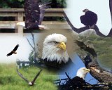 Alaska Trip - Eagle Collage - One of the continuing highlights of the trip for me were all the bald eagles - starting in Anchorage and going all the way through Vancouver. Just outside Haines is the Chilkat Bald Eagle Preserve. It was established by Alaska in 1982. to "protect and perpetuate the world's largest concentration of Bald Eagles and their critical habitat". A natural phenomenon known as the "alluvial fan reservoir" creates. five miles of open water along the rivers during freezing months. A subterranean reservoir of coarse alluvial material through which the river water must percolate creates friction which results in a warmer water surface temperature and the ice free area. This phenomenon permits chum salmon to spawn late into the year, attracting the eagles. I had scheduled a mid day float trip through the preserve. On the trip we saw about 50 eagles, most of which were juveniles (which still have a dark head for their first 4 or so years). In addition to the raft trip, during my morning's reconnaissance I learned of a photographer's tour scheduled that afternoon for 4pm. I tried to make a reservation at the tour operator's office but was told that all reservations had to be made through the ship. However the ship's shore tour desk had told me that its only photographer's tours were at 8am and noon. After some running back and forth, the ship discovered that they did indeed have a 4pm tour and I went on it. I took some 200 photographs and received numerous hints on taking wildlife pictures. This is a collage of my best eagle pictures, from Haines, Ketchikan, and Juneau. The upper and center right pictures are from the float trip, with the center right bird being a juvenile. The lower right and center left pictures were taken on the photographer's tour. The upper and lower left are from a wildlife tour in Ketchikan. While I also took the central picture, it is a bit of a fudge - it is of a captive bird that was in the Juneau Raptor Center at the top of Mount Roberts. These pictures have lead me to two conclusions. I want to go back to Haines for their Alaska Bald Eagle Festival held every November, and I need a newer, full frame camera which would allow me to magnify my wildlife pictures. Now I only need to find the required $$$$$ :) Alaska Trip - Eagle Collage