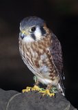 Alasaka Trip - North Vancouver - Capilano Suspension Bridge Park - One of the ancillary attractions in the park is "Raptors Ridge Birds of Prey" an area where handlers bring captive birds. This is a female kestrel. I was attracted to it because in the late 60s my brother Peter caught and trained one back in high school at Randolph AFB in San Antonio Texas. We had it for about a year before he released it, and for the rest of the time we were stationed there it would occasionally come by looking for a handout. It provided the model for my first (and only) attempt at developing my own black and white pictures. This is the closest I have been to a kestrel since then. Alasaka Trip - North Vancouver - Capilano Suspension Bridge Park