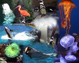 Alasaka Trip - Vancouver - Stanley Park Aquarium Collage - Wednesday was the last day of our trip. We checked out of our hotel and left our luggage there until the evening. We caught a city bus to Stanley Park where our first stop was the aquarium. This collage is the product of the pictures I took in the aquarium. The feature exhibit was " Jelly Invasion" on jelly fish (see the two images on the right ) Outside they had dolphins (see the next video of them), beluga whales, African penguins and a tropical rain forest. Having photographed white ibises at Pinckney Island National Wildlife Refuge, discovering the scarlet ibis here was a pleasant surprise. Alasaka Trip - Vancouver - Stanley Park Aquarium Collage
