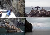 Alaska Tour - Major Marine Wildlife Tour of Resurrection Bay - This is a collage of pictures taken on the wildlife tour of Resurrection Bay. We cruised down the eastern edge of the bay. The pictures are in order, left to right from the top 1) Thumb Cove where the captain demonstrated how deep and straight down into the water the bay's cliffs went. In this picture he pulled the bow of the boat to within a foot of a cliff wall. The young man could have touched the cliff had he reached out. The cliff wall was actually slanting inwards, so the bow of the boat was being dripped on by water falling off the top of the cliff. 2) Cormorants were a regular sight during the cruse. They are able to dive quite deep for fish because they do not have oil glands too keep their feathers dry While their diving abilities are excellent they pay the price in having to dry their feathers after fishing. Here three are resting on a rock with the center one drying his feathers. 3) as we approached the mouth of the bay Steller Sea Lions were seen resting on the rocks. The birds flying around in the background are Black-legged Kittiwakes. 4) at the very end of bay was a large Black-legged Kittiwake rookery. These were birds coming and going to their nests in the rocks. Alaska Tour - Major Marine Wildlife Tour of Resurrection Bay